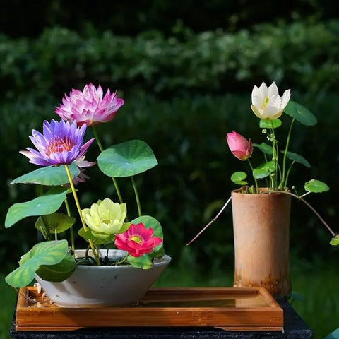 BuggyBeds non-GMO seeds ensure reliable lotus seedlings for ponds.