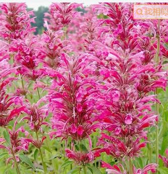 BuggyBeds non-GMO heirloom sage seeds support seed saving and flavor.