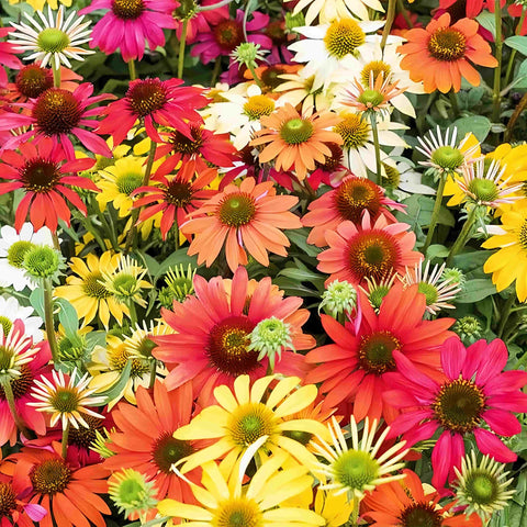 BuggyBeds outdoor garden seeds ideal for borders, cottage gardens, and naturalized areas