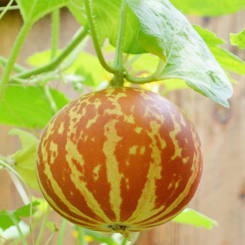 BuggyBeds outdoor garden growth of Tigger Melon in sunlit beds.
