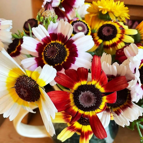 BuggyBeds Painted Daisy seeds bloom preview hints at colorful year-round color.