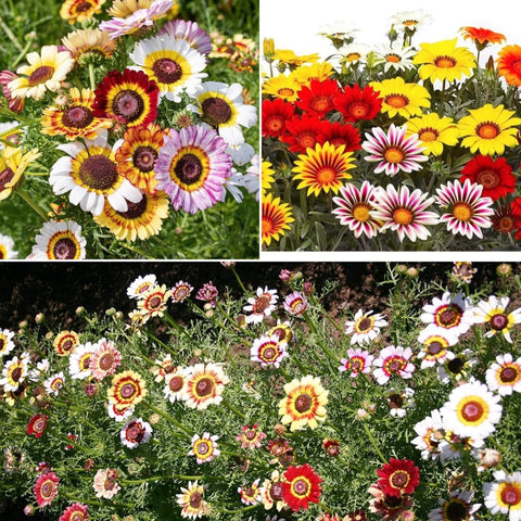 BuggyBeds Painted Daisy seeds border-planting for charming bed edges.
