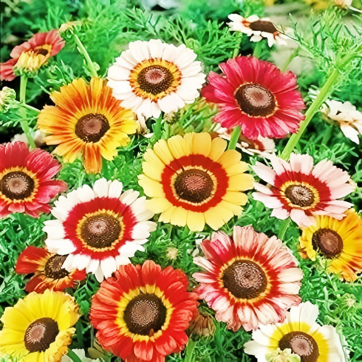 BuggyBeds Painted Daisy seeds seed packet for vibrant garden blooms.