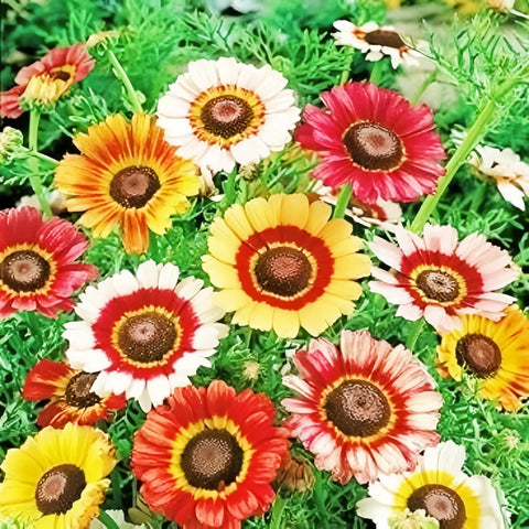 BuggyBeds Painted Daisy seeds seed packet for vibrant garden blooms.