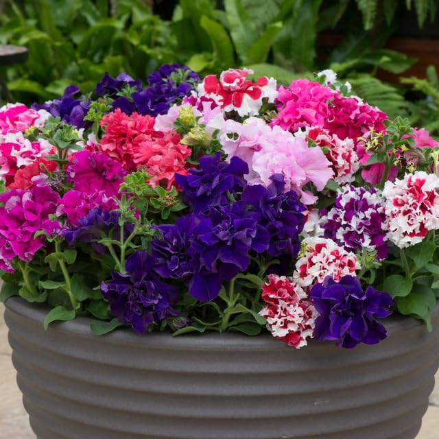 BuggyBeds patio container display shows compact petunias