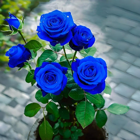 BuggyBeds patio container collection shows easy-to-grow roses ideal for balconies.