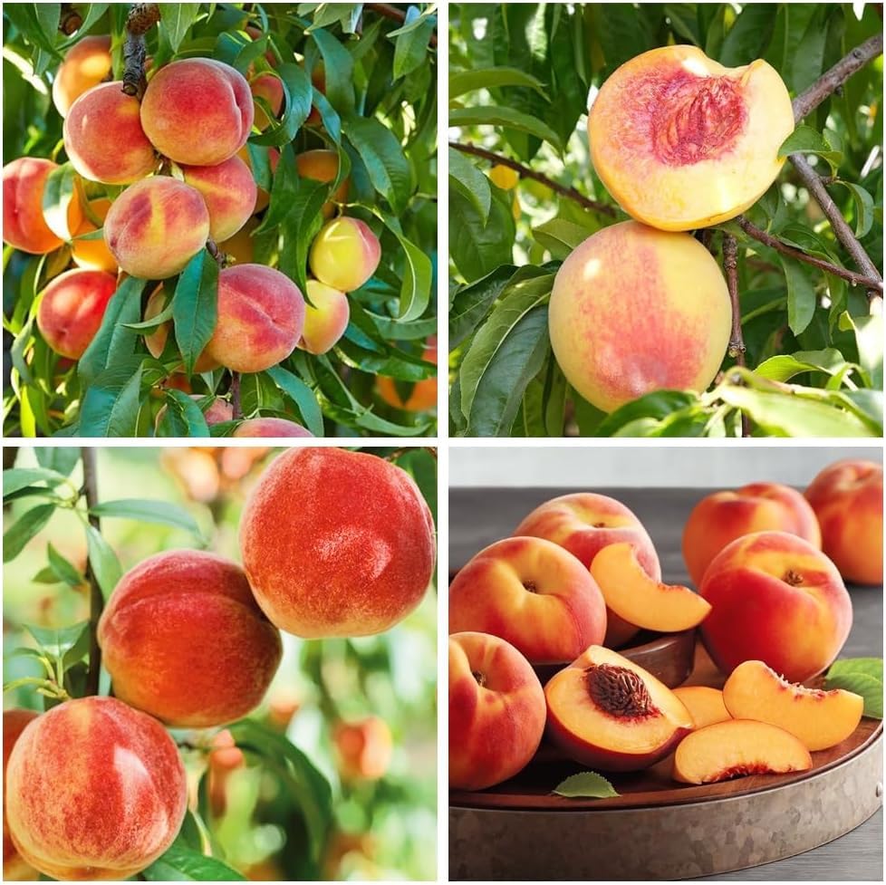 BuggyBeds peach tree seeds 5pcs package for home garden planting