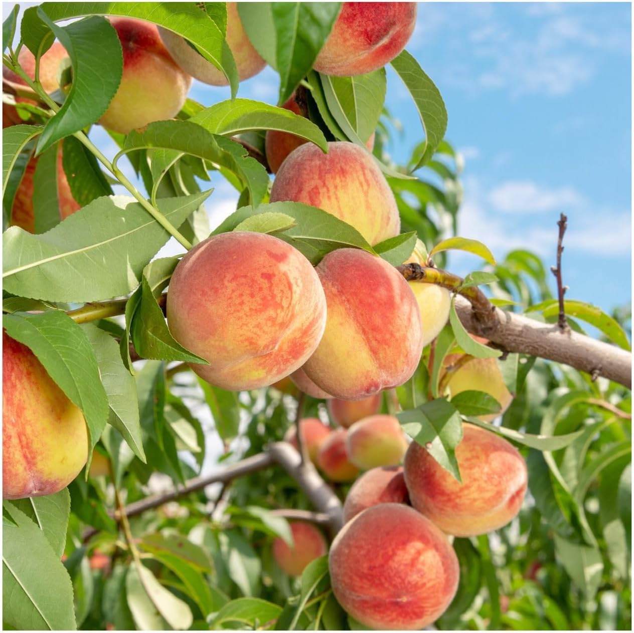 BuggyBeds peach tree seeds 5pcs in a pot ready to thrive in containers