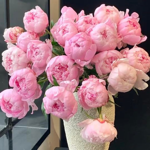 BuggyBeds Peony Lactiflora commercial-grade bloom, rich colors for exhibition-grade floristry.