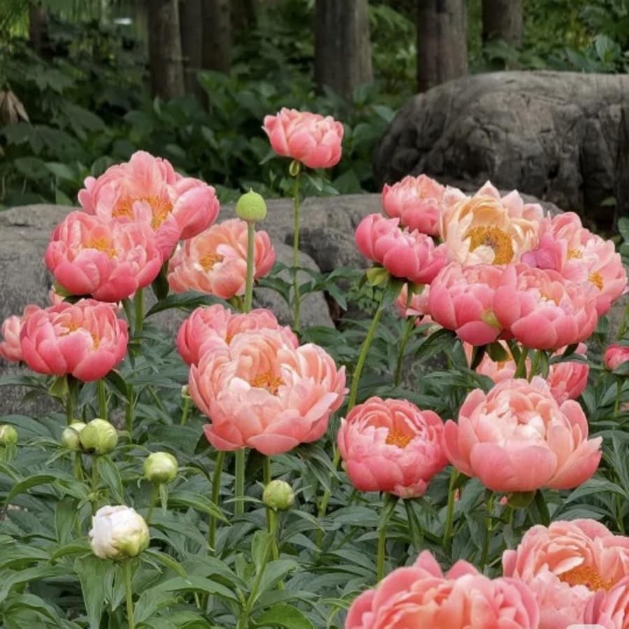 BuggyBeds Peony Lactiflora florist bouquet-ready bloom adds elegance to seasonal collections.