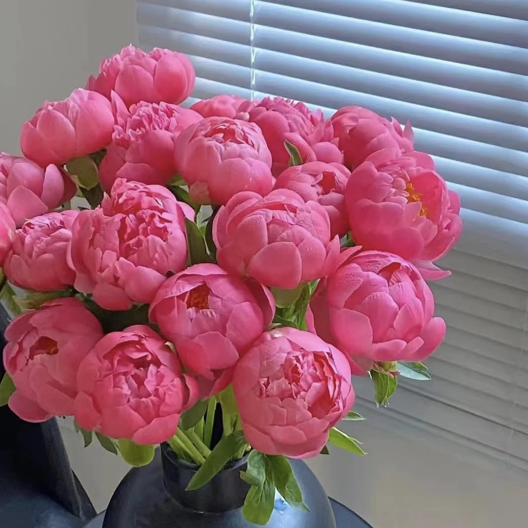 BuggyBeds Peony Lactiflora long-stem bloom, ideal for professional bouquets and arrangements.
