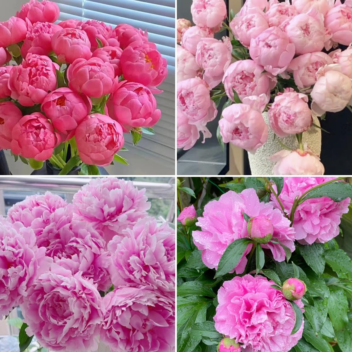 BuggyBeds Peony Lactiflora seeds pack for commercial cutting gardens, delivering reliable stems.