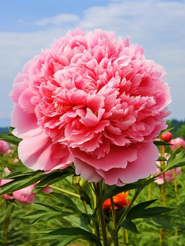 BuggyBeds Peony Seeds fragrant flowers brighten borders and patios.