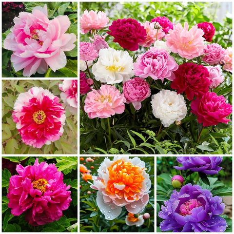 BuggyBeds Peony Seeds mixed colors pack for vibrant garden borders.