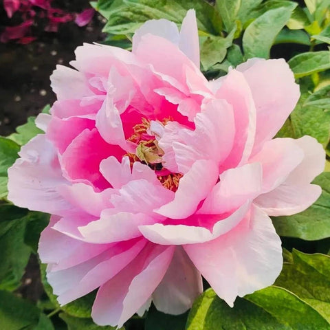 BuggyBeds Peony Seeds pollinator-friendly plants attract butterflies.