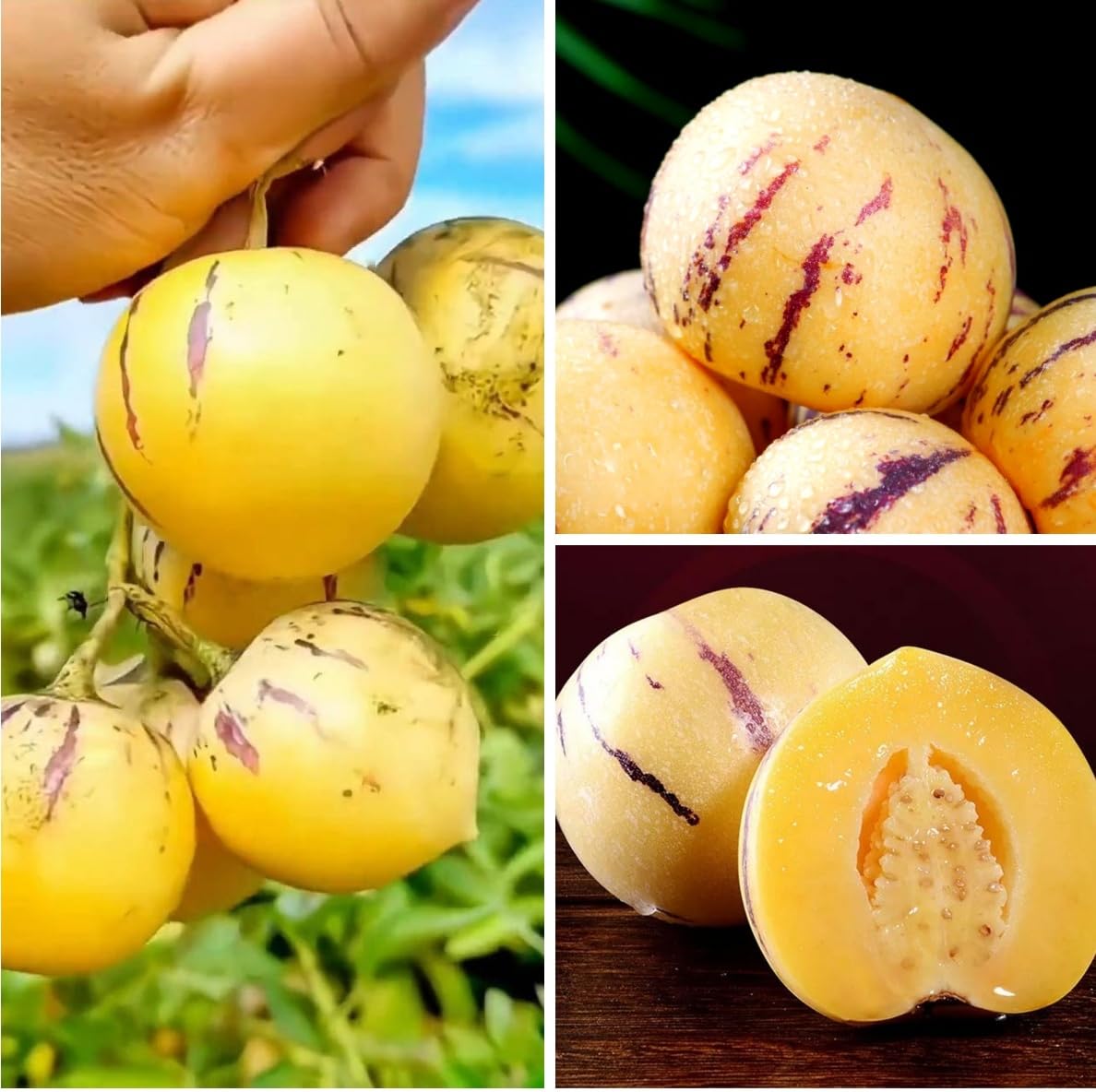 BuggyBeds Pepino melon harvest potential with flavorful fruit from home garden.