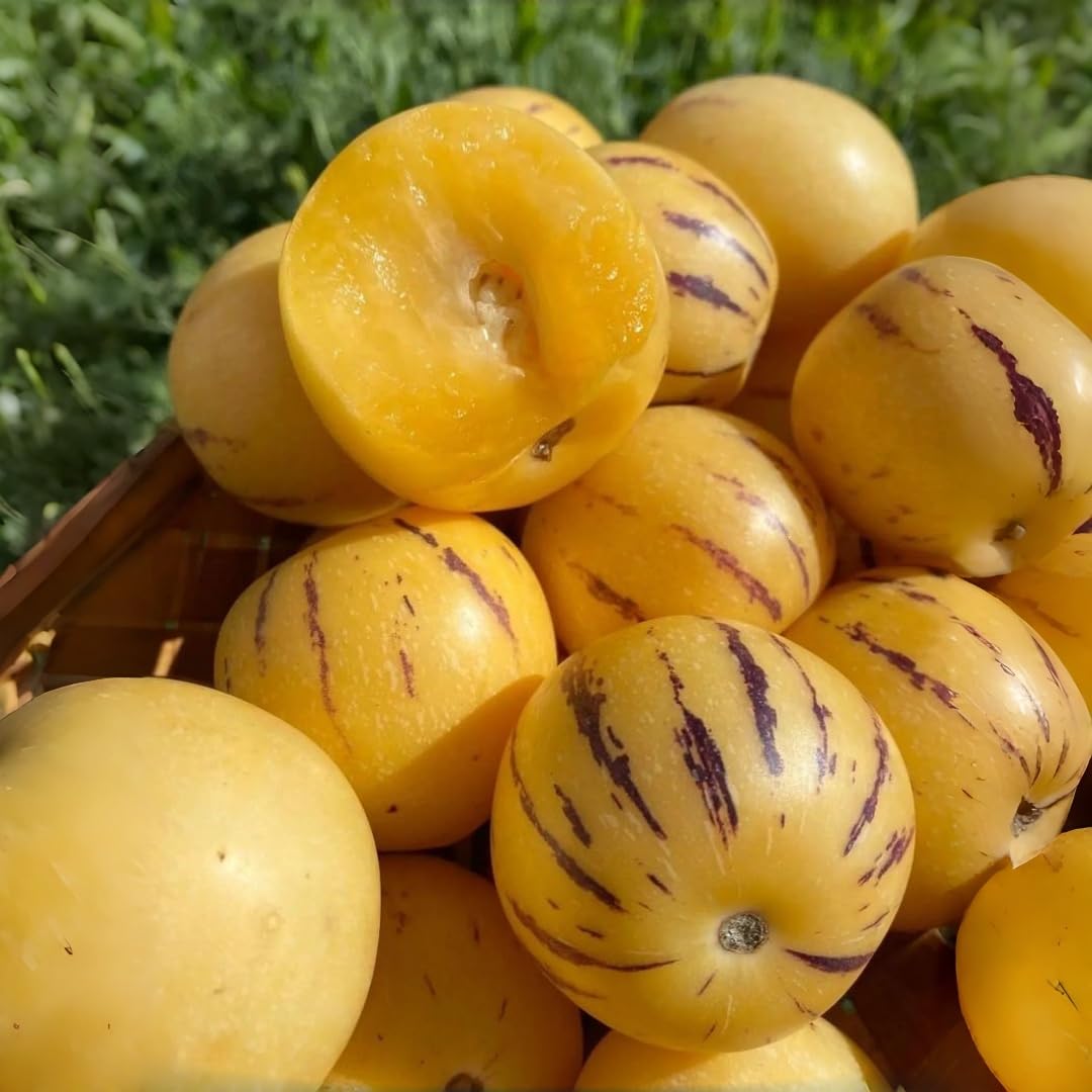BuggyBeds Pepino melon seeds germination guide for healthy sprouts on patios.
