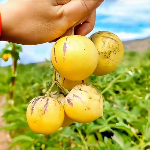BuggyBeds Pepino melon seeds growing fast for containers and garden beds.