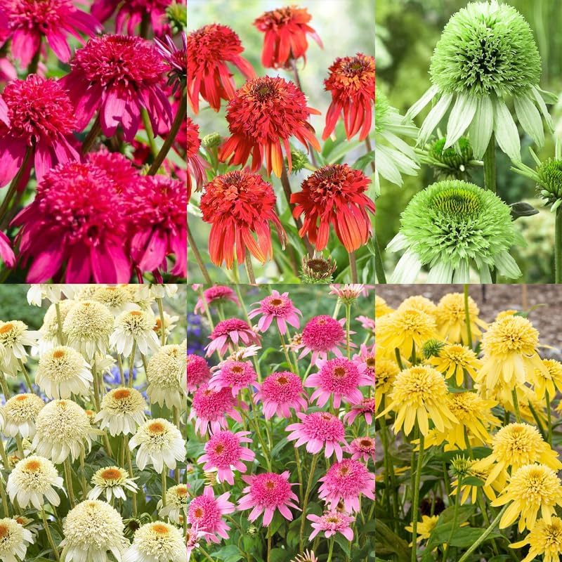 BuggyBeds perennial border-ready flowers provide year-after-year color with low maintenance