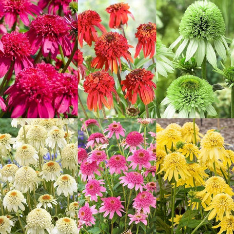 BuggyBeds perennial border-ready flowers provide year-after-year color with low maintenance
