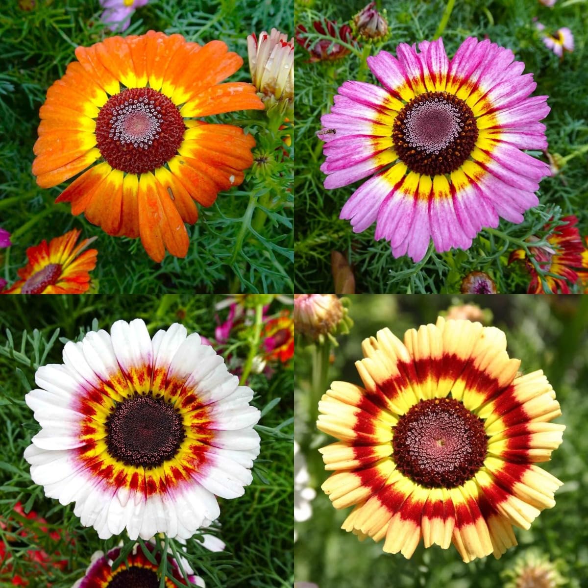 BuggyBeds Perennial Daisy seeds garden bed-ready for long-lasting color.