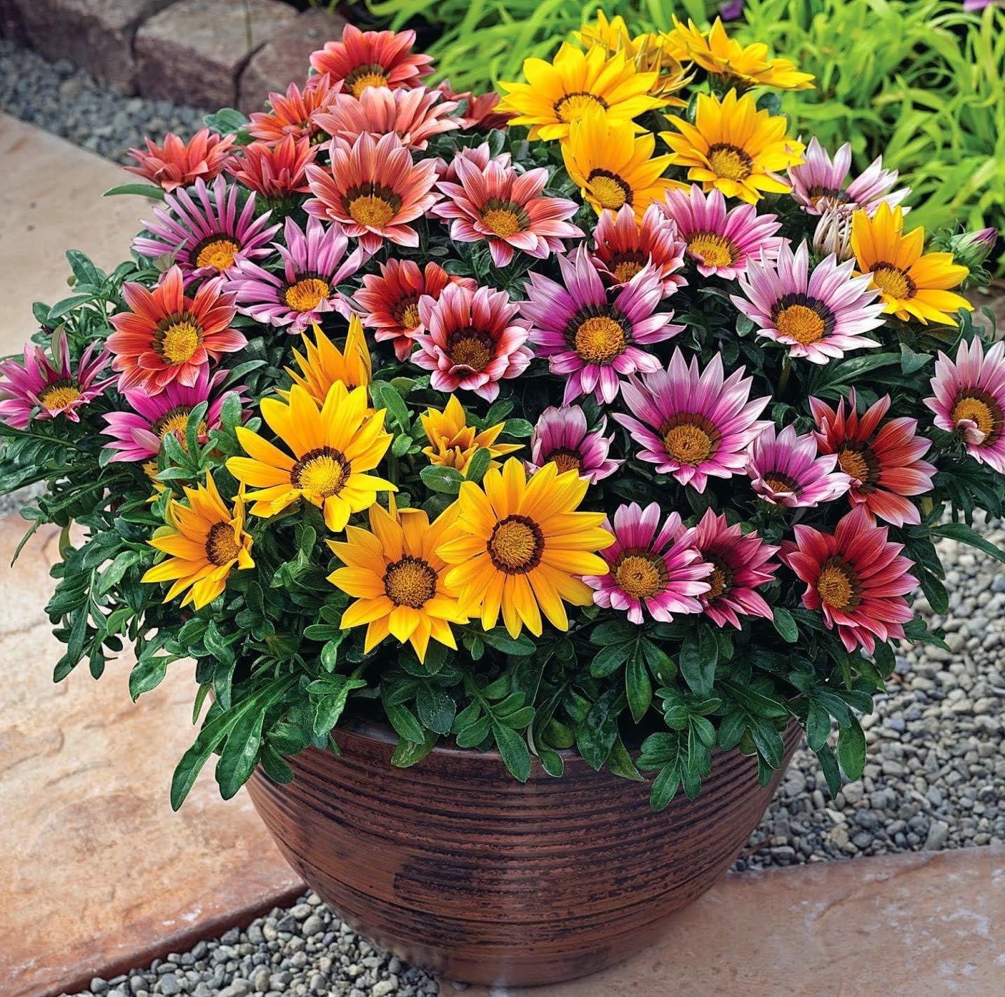 BuggyBeds perennial-ground-cover-planting provides lasting soil protection and weed suppression