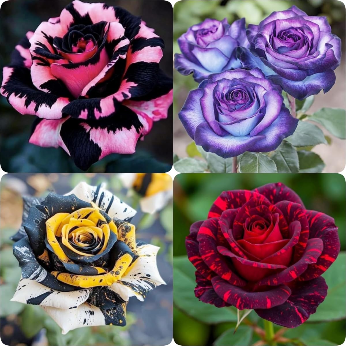 BuggyBeds perennial rose seeds blooming in vibrant colors for your garden beds.