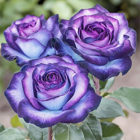 BuggyBeds easy-care seeds promise low maintenance color throughout the season.