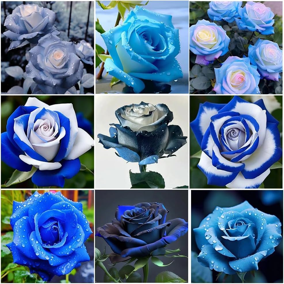 BuggyBeds perennial rose seeds mix with colorful blooms for a vibrant patio display.