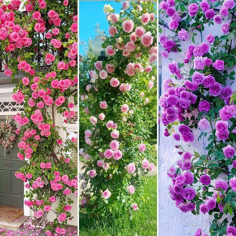 BuggyBeds perennial rose vine for arches and gates adds romantic outdoor flair.