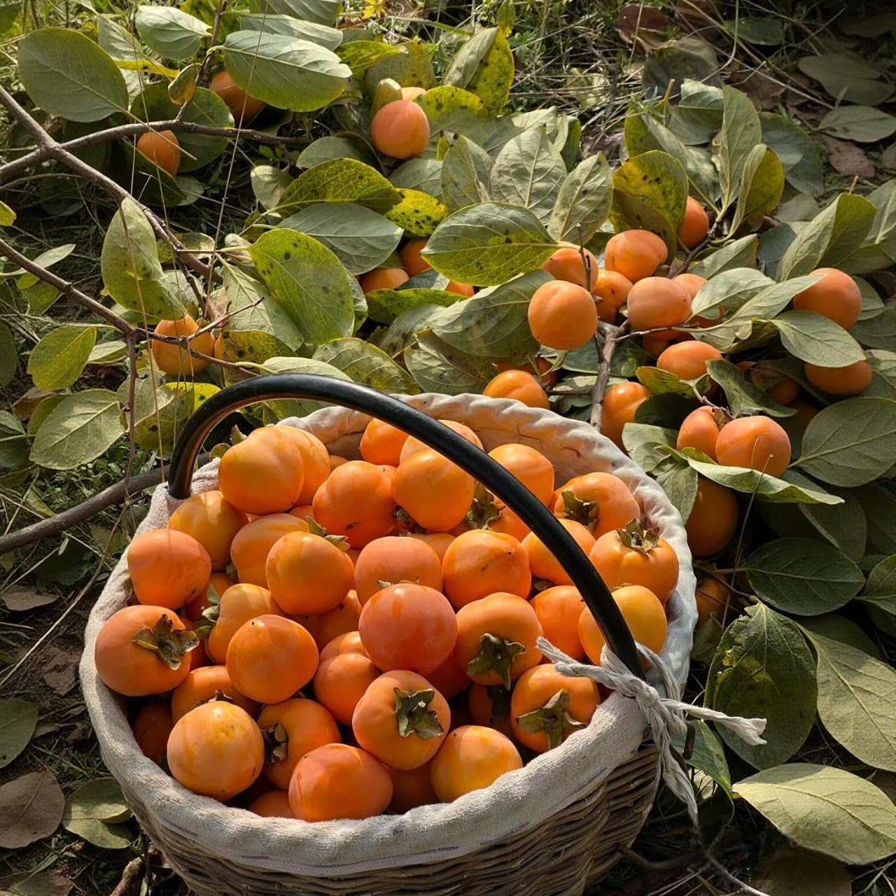 BuggyBeds Persimmon seeds sowing depth for proper planting