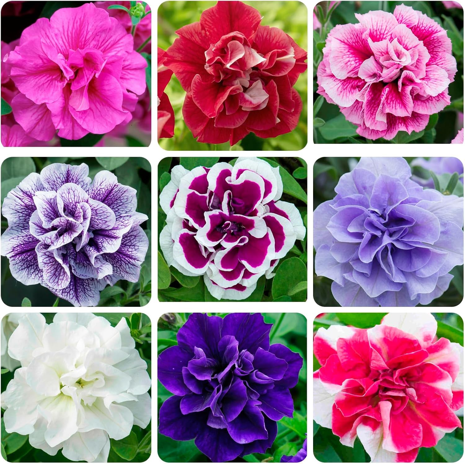 BuggyBeds Petunia seeds 300-pcs pack for colorful border plantings.