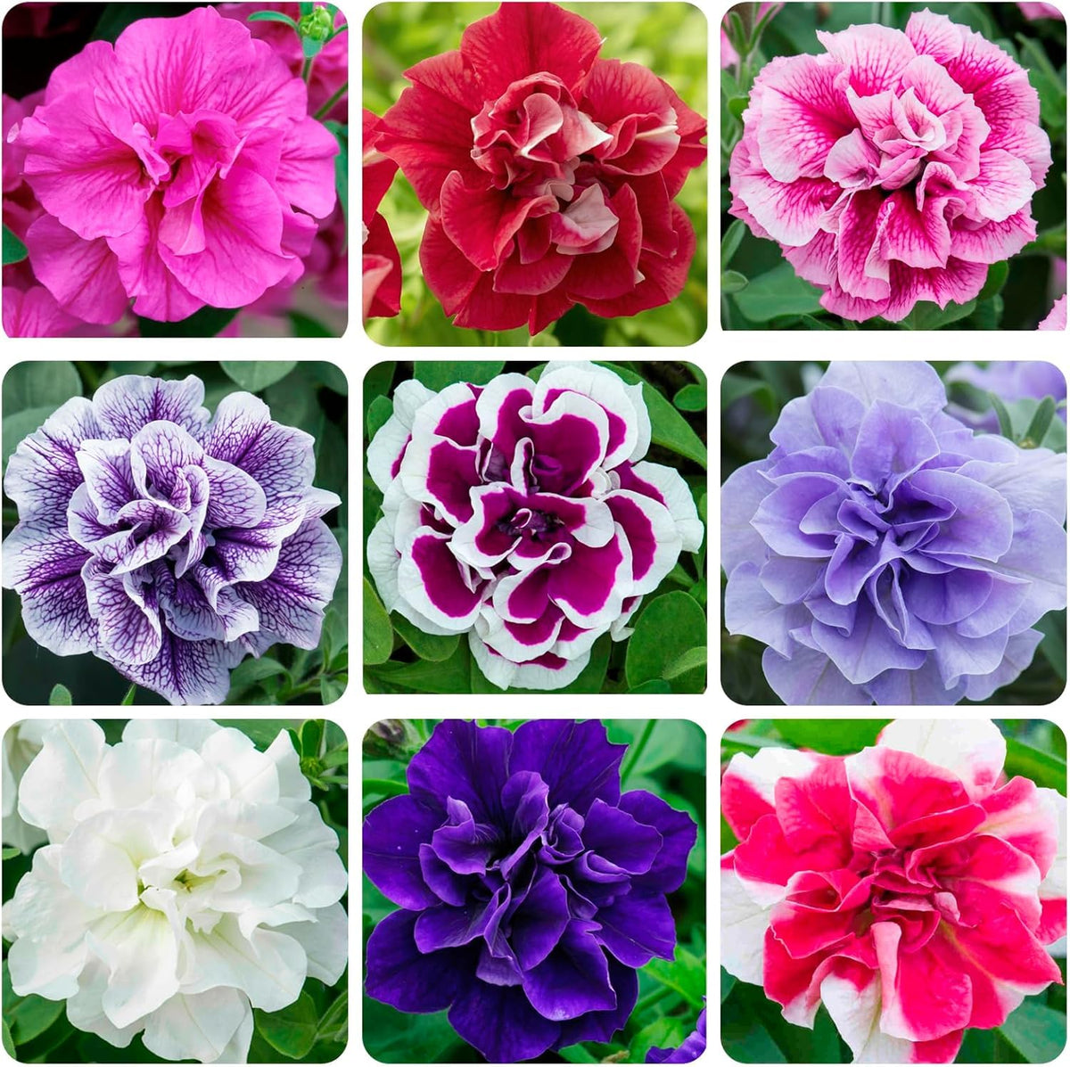BuggyBeds Petunia seeds 300-pcs pack for colorful border plantings.