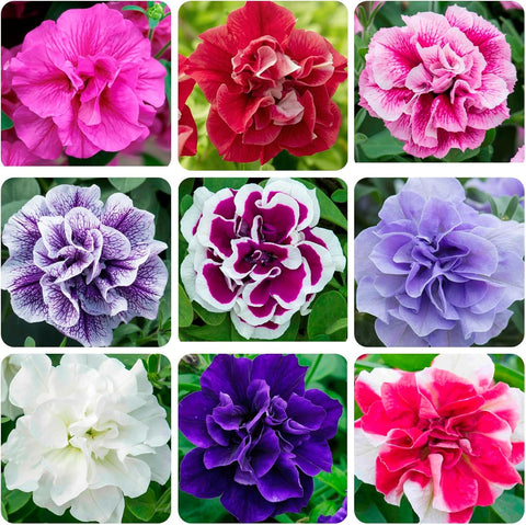 BuggyBeds Petunia seeds 300-pcs pack for colorful border plantings.