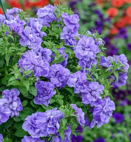 BuggyBeds Petunia seeds ideal for window boxes with heat-tolerant blooms.