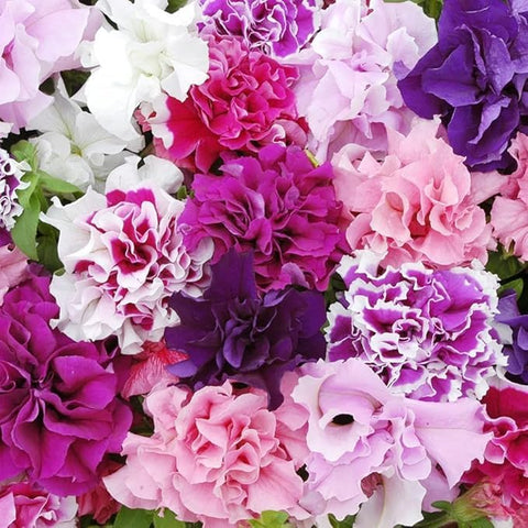 BuggyBeds Petunia seeds in hanging-basket-ready form for trailing patio color.