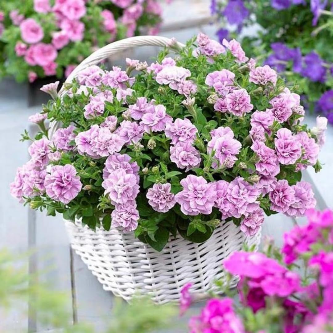 BuggyBeds Petunia Seeds Mix enhances borders with rapid growth and bright flowers.