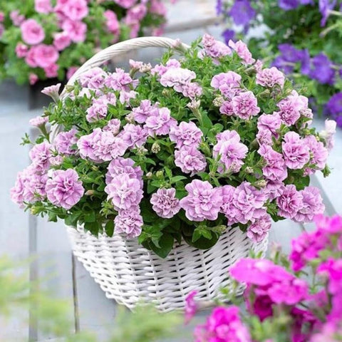BuggyBeds Petunia Seeds Mix enhances borders with rapid growth and bright flowers.