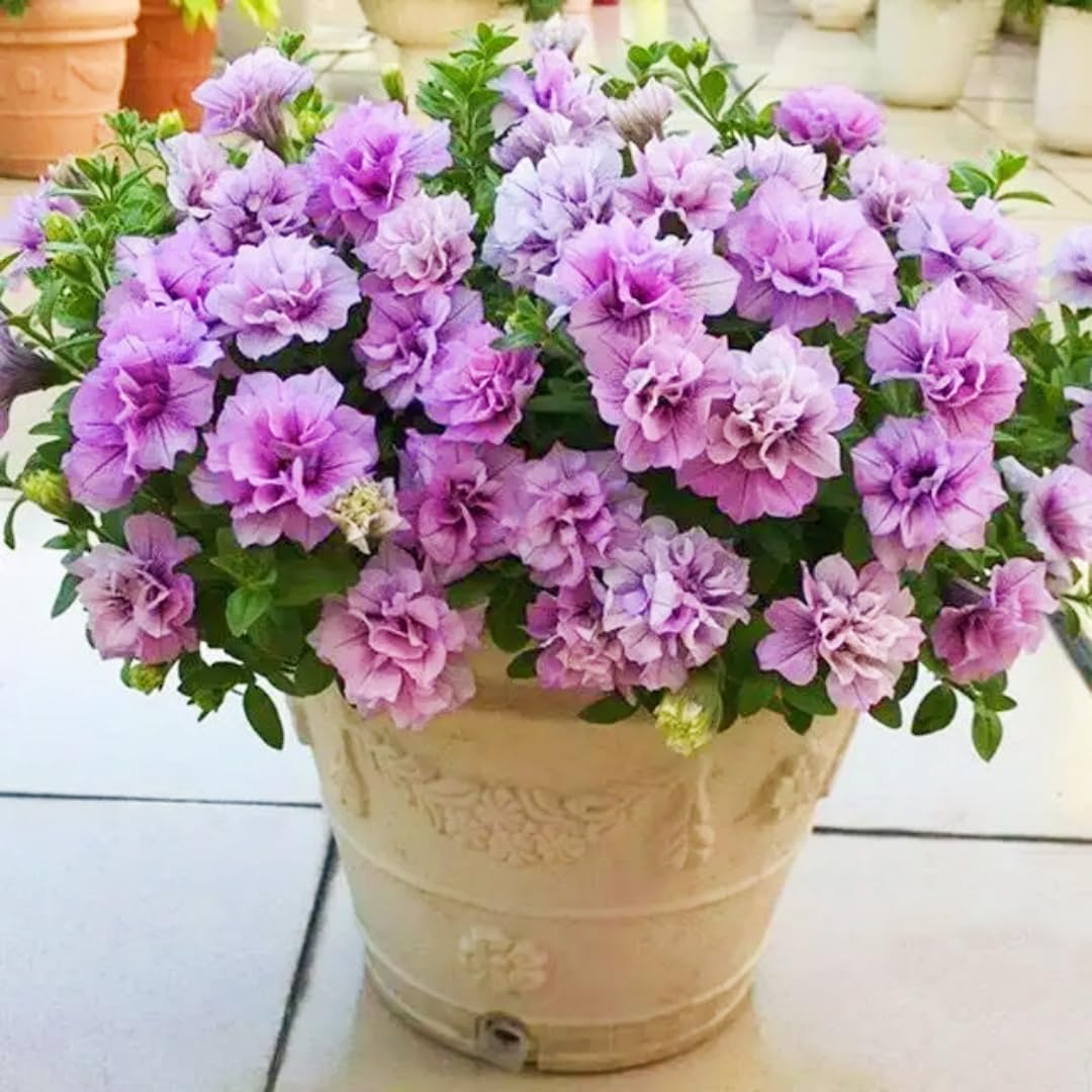 BuggyBeds Petunia Seeds Mix in a hanging basket adds vertical color with easy upkeep.