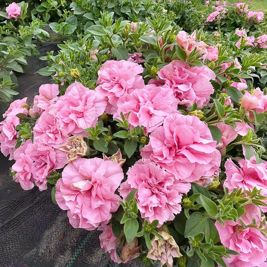 BuggyBeds Petunia Seeds Mix for beginners offers fast growth and low maintenance.