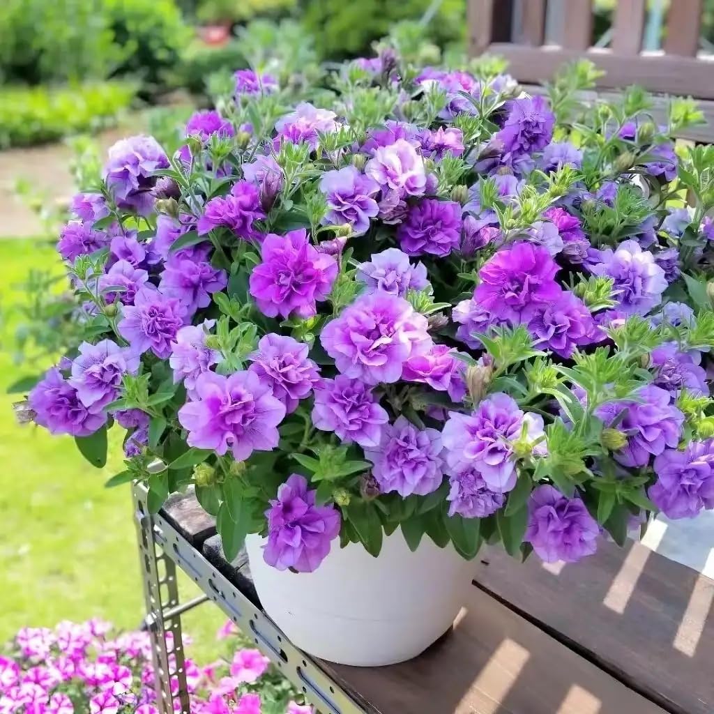 BuggyBeds Petunia Seeds Mix blooms in a pot, delivering vibrant colors and pollinator-friendly color.