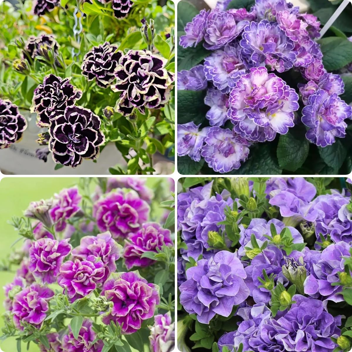 BuggyBeds Petunia seeds deliver long-lasting color in garden borders and containers.