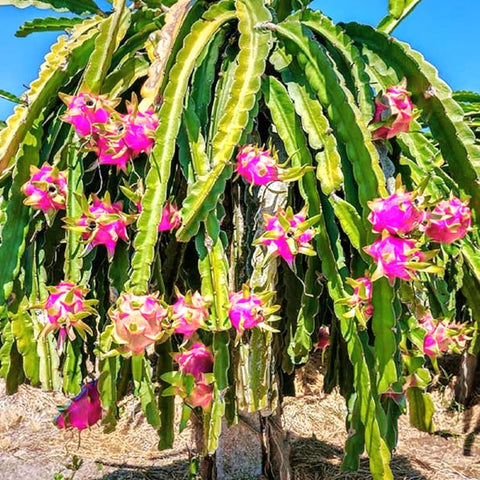 BuggyBeds pitaya seeds close-up highlights premium seed quality for thriving growth