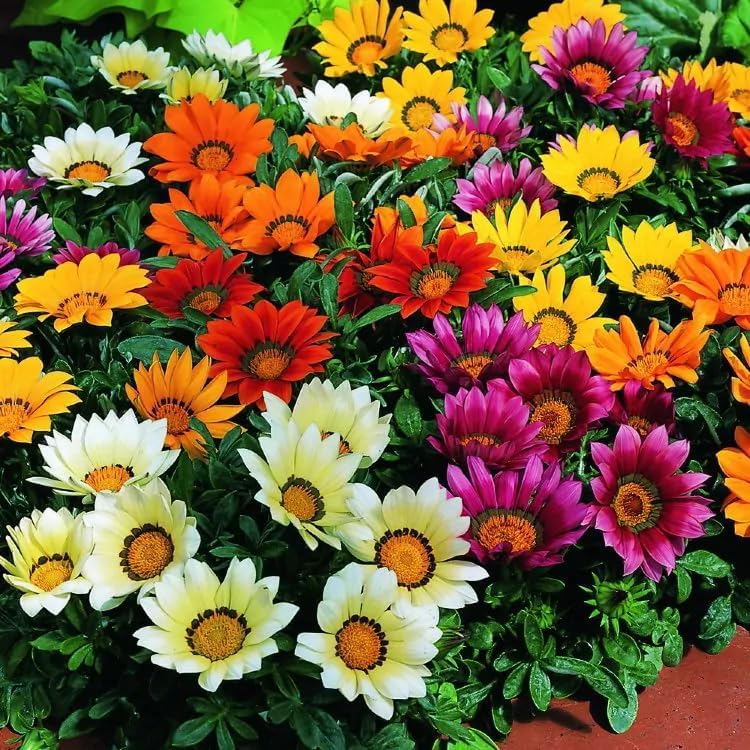 BuggyBeds pollinator-friendly-blooms attract butterflies and bees for a lively garden