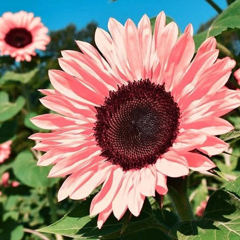 BuggyBeds pollinator-friendly-blooms attract bees and butterflies for vibrant pollinator gardens.