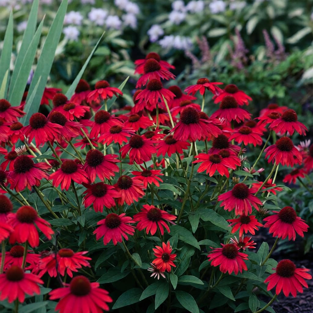 BuggyBeds pollinator-friendly coneflower attracts bees and butterflies to your garden.