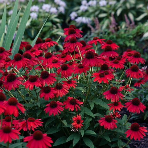 BuggyBeds pollinator-friendly coneflower attracts bees and butterflies to your garden.