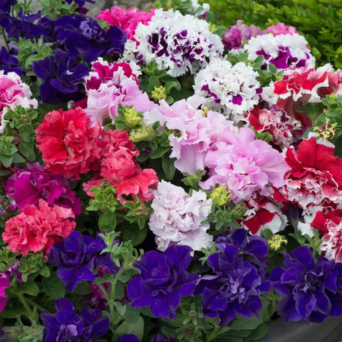 BuggyBeds pollinator friendly petunias attract butterflies