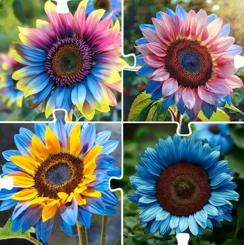 BuggyBeds pollinator-friendly sunflowers attract bees and butterflies to your garden
