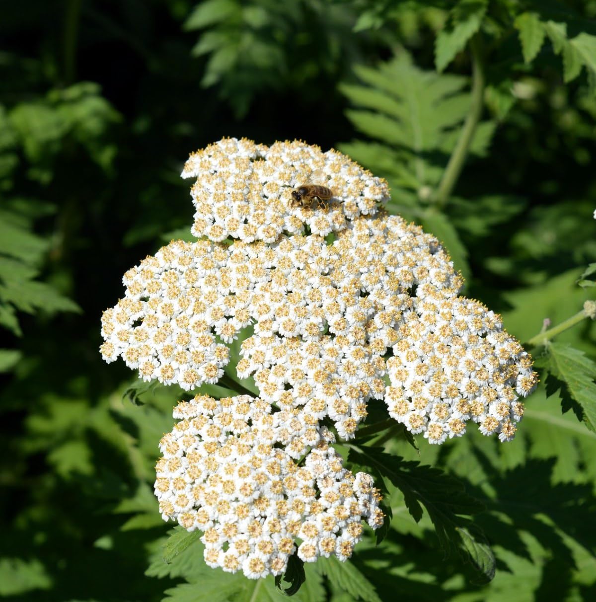 BuggyBeds pollinator-friendly yarrow attracts bees and butterflies.